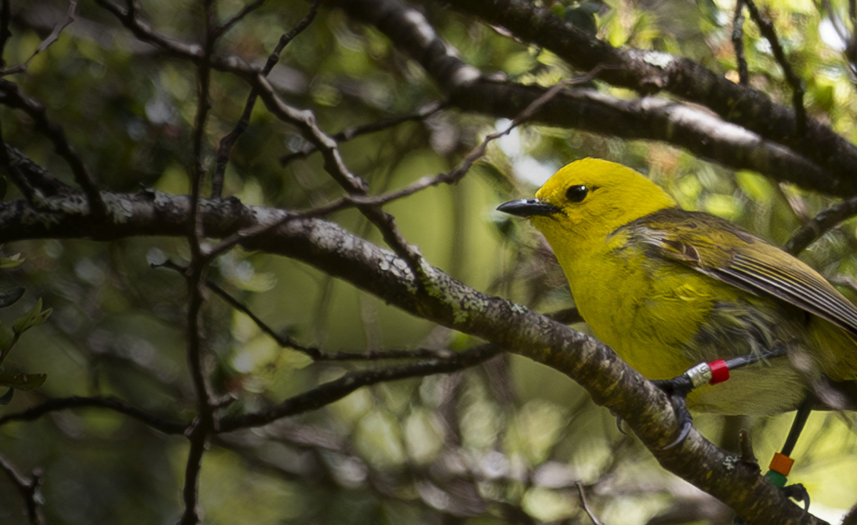 Matukituki Mohua 10Dec2025 Credit Geoff Marks 65 Enhanced NR Copy