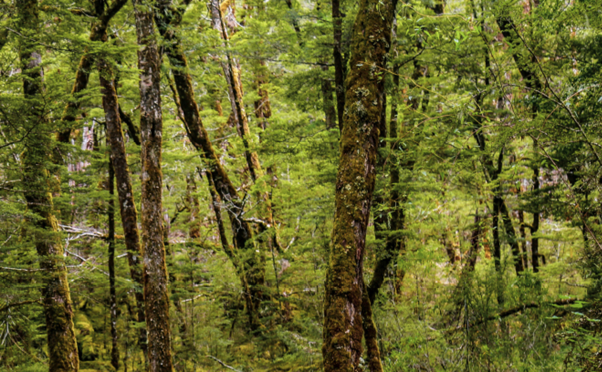 QLDC_Climate-Website_Page-Image_Update_660-x-408_TREES AND WATER.jpg