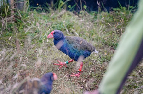 2025 02 24 14 42 12 Takahē Released In The Rees Valley » Lakes Weekly Bulletin