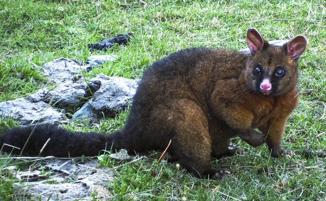 QLDC Climate Website Page Image Update 660 X 408 Sep26 POSSUM