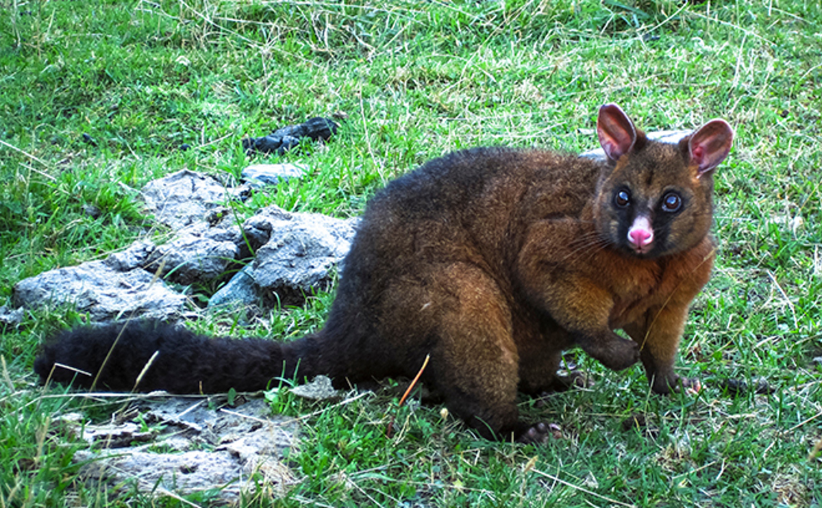 QLDC_Climate-Website_Page-Image_Update_660-x-408_POSSUM.jpg