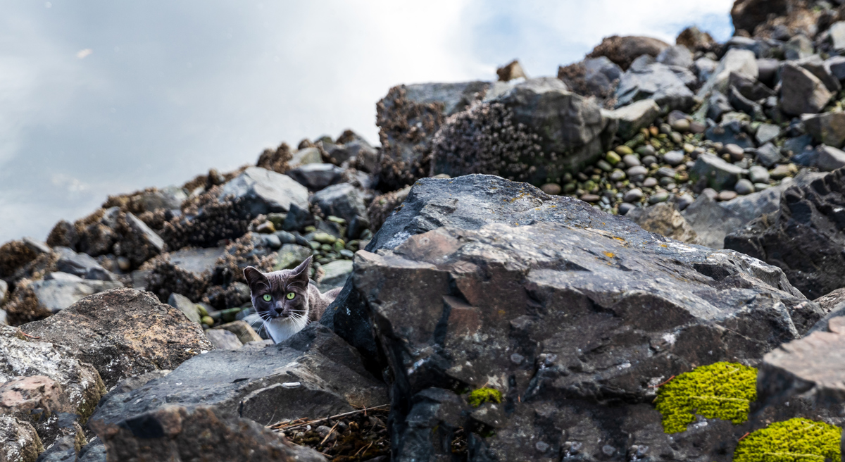 Vecteezy Stray Waterfront Cat Looking At Me 15447944