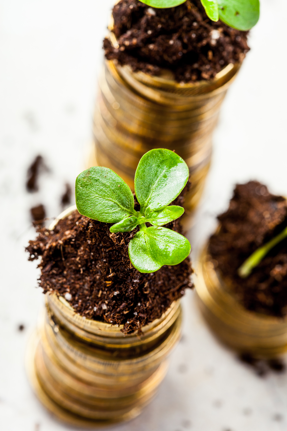 Golden Coins In Soil With Young Plant Money Growt 2025 02 25 04 56 42 Utc